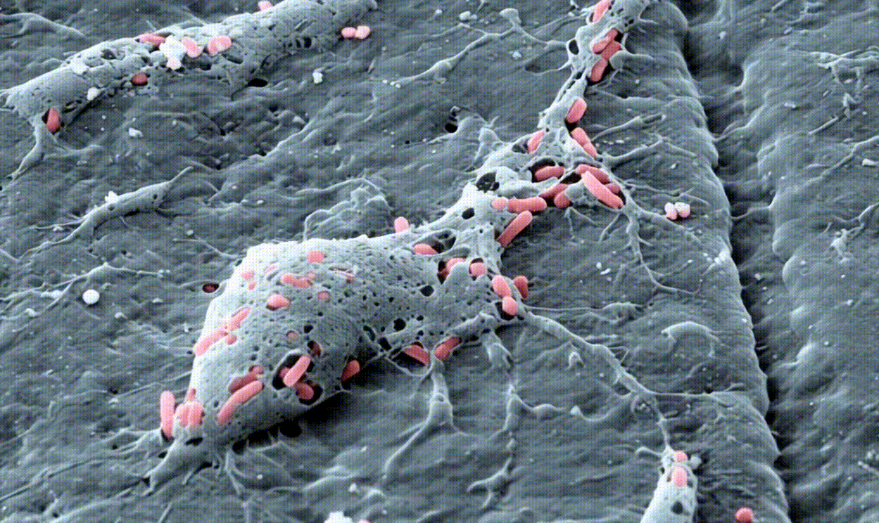 Biofilm Structure Animation